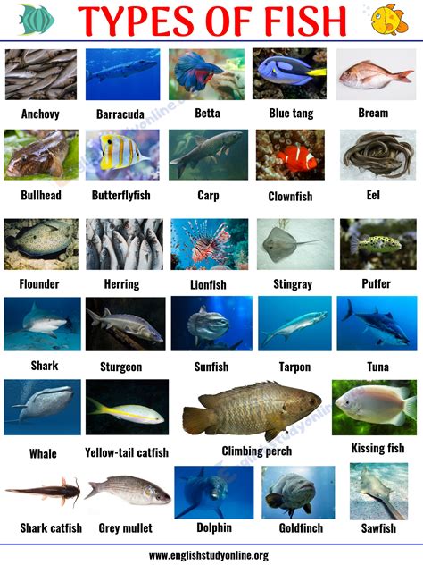 Different Types of Fish names in English and their Pictures.